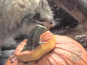 プロスペクト・パーク動物園のニコラスとアレクサンドラの動画