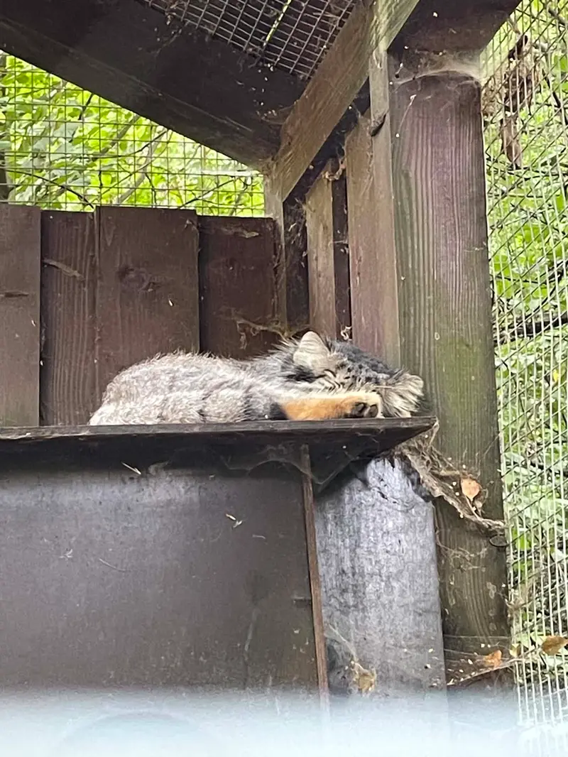 コシツェ動物園のアイセンの写真