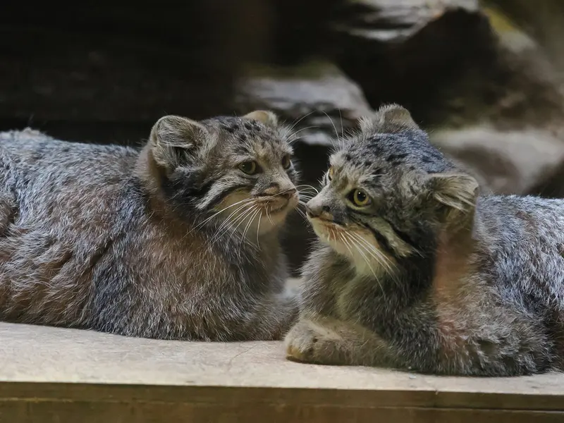 恩賜上野動物園のアブリコースとフィーガの写真
