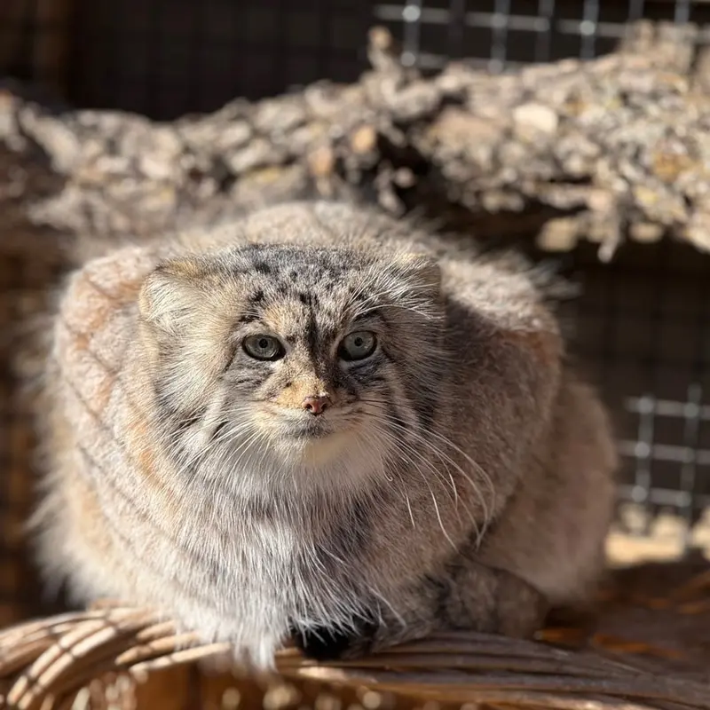 ミラー・パーク動物園のノゾミの写真