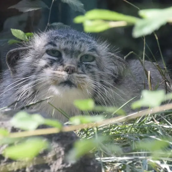 ブダペスト動物園＆植物園のボルシカの写真