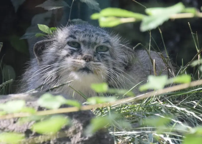 ブダペスト動物園・植物園のボルシカの写真
