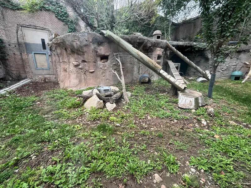 マヌルネコの写真