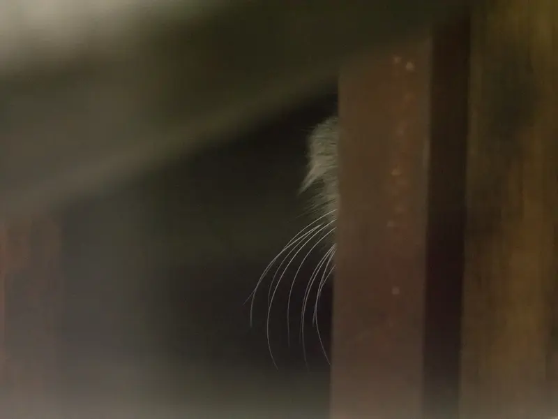 恩賜上野動物園のサフランの写真
