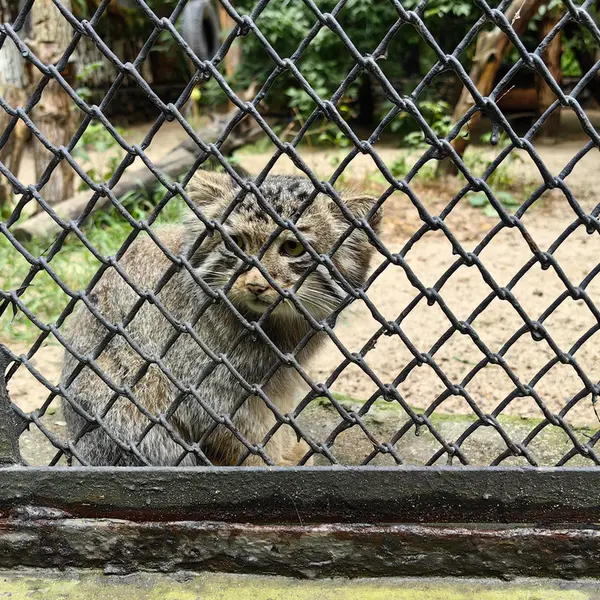 ノヴォシビルスク動物園のジンジャーの写真