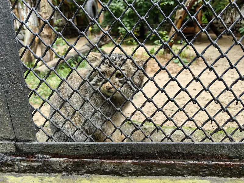 ノヴォシビルスク動物園のジンジャーの写真