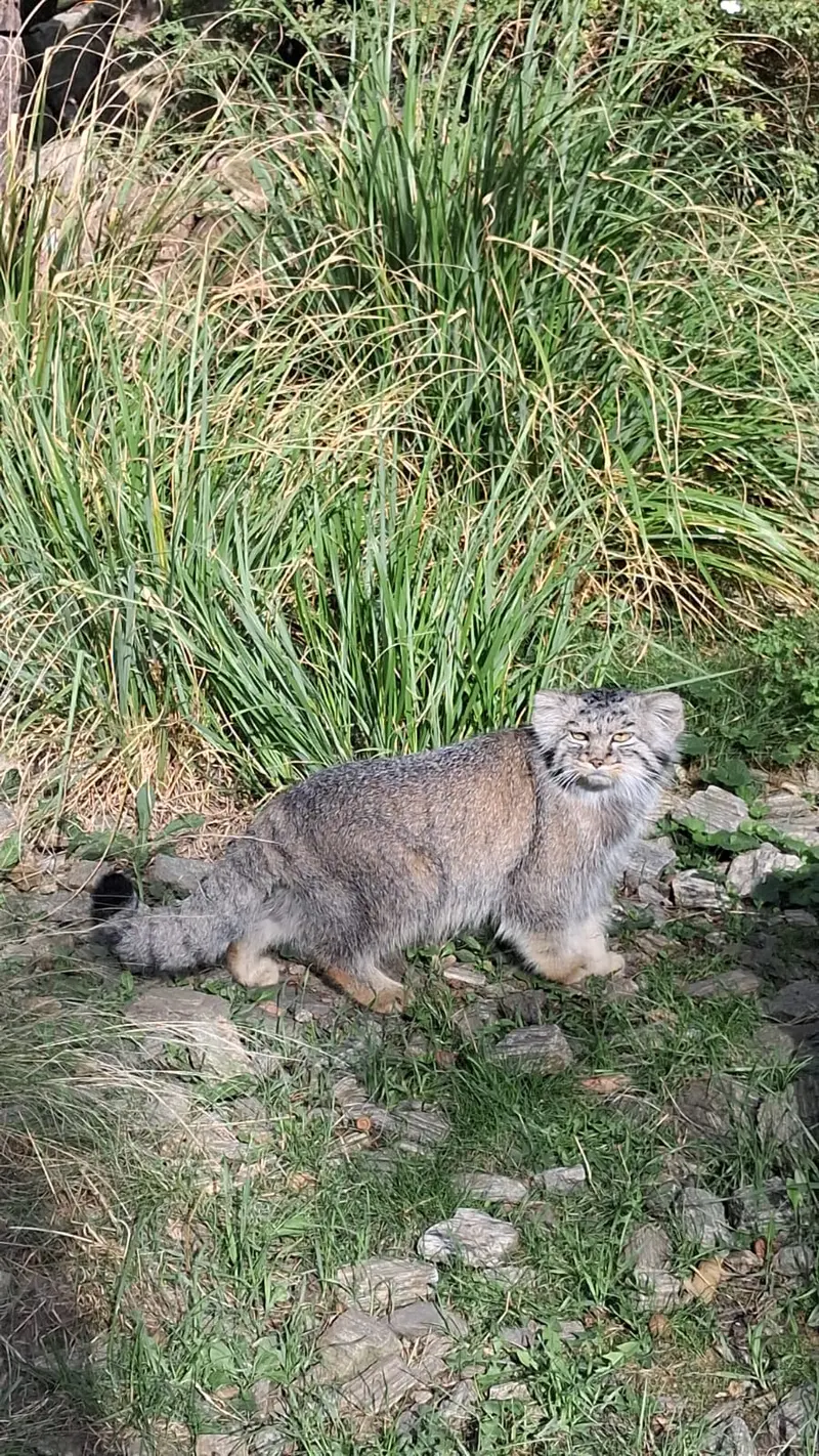 マヌルネコの写真