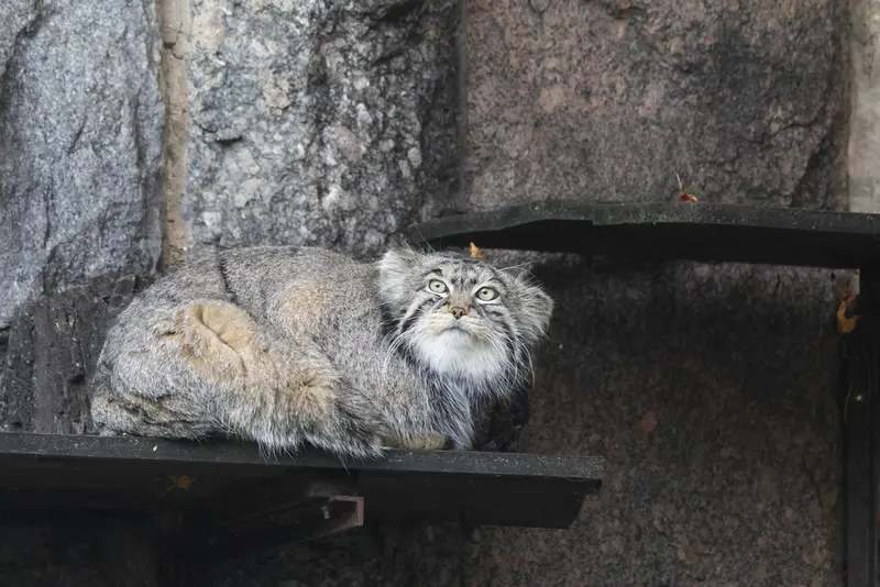 モスクワ動物園のティモフェイの写真