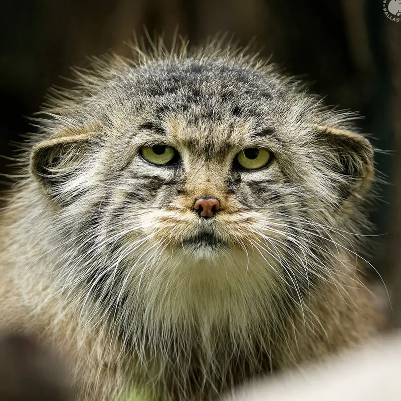 ブダペスト動物園・植物園のマヌルネコのボルシカ