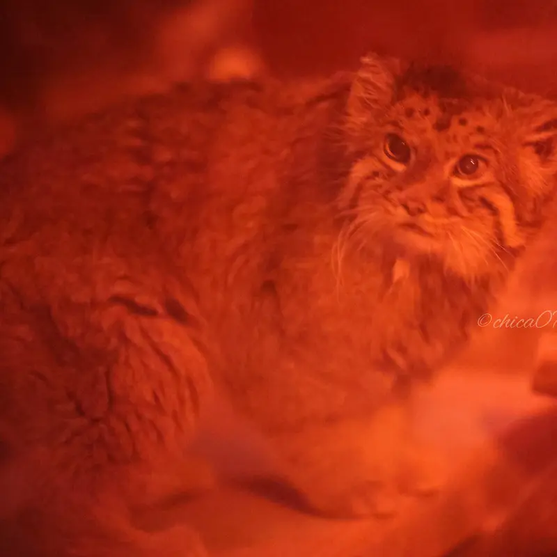 恩賜上野動物園のナイマの写真