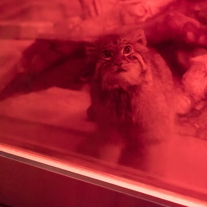 恩賜上野動物園のナイマの写真