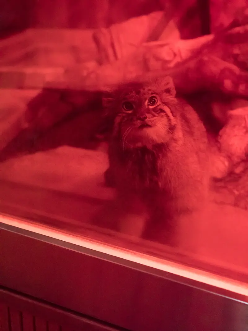 恩賜上野動物園のナイマの写真