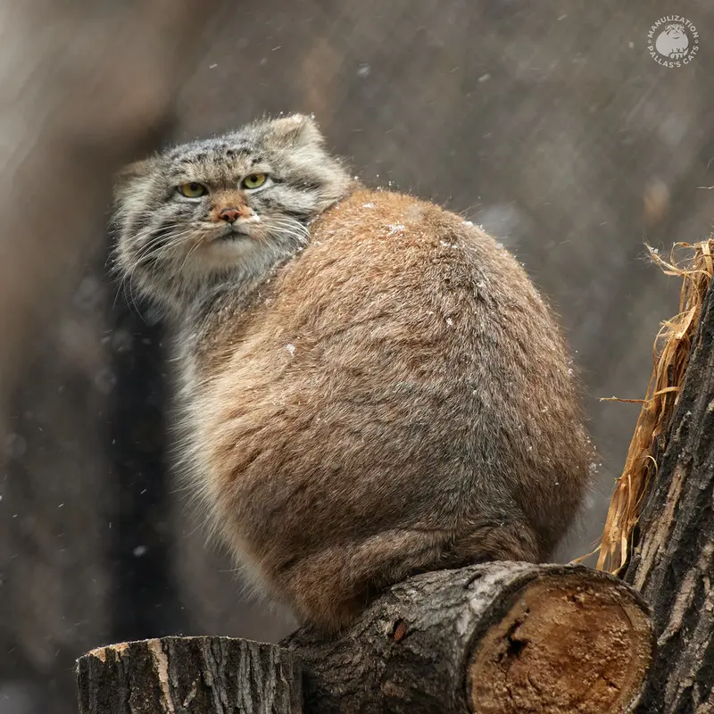 ノヴォシビルスク動物園のペペの写真