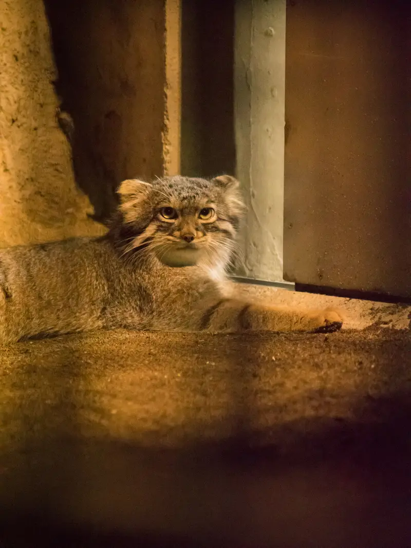 野毛山動物園のフィーガの写真