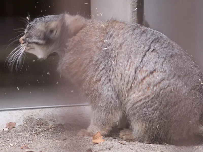 野毛山動物園のフィーガの写真