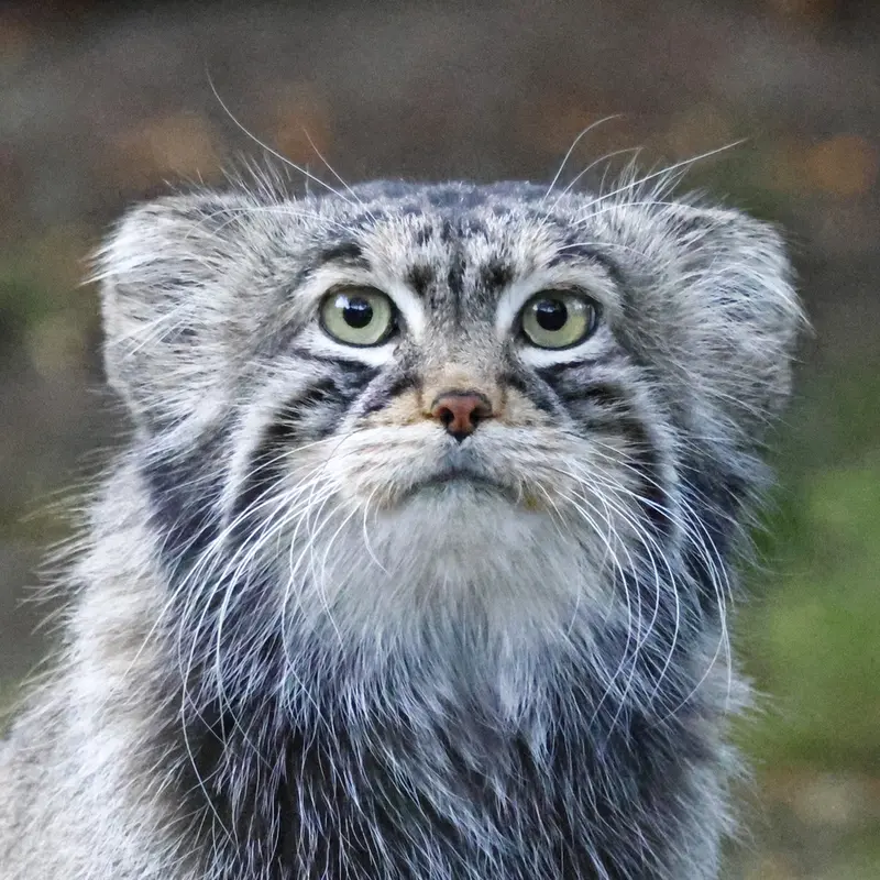 モスクワ動物園のマヌルネコのティモフェイ