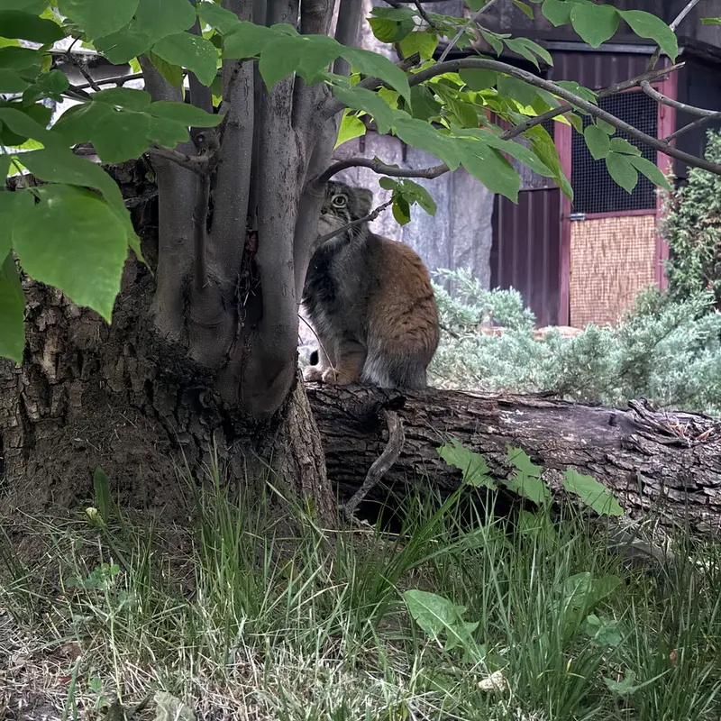 モスクワ動物園のティモフェイの写真