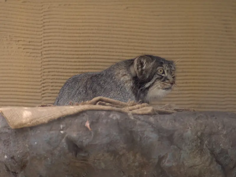 旭山動物園のヒデの写真