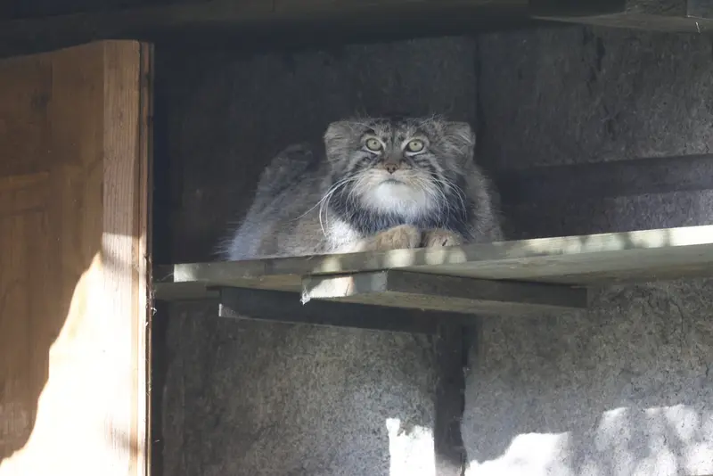 モスクワ動物園のティモフェイの写真