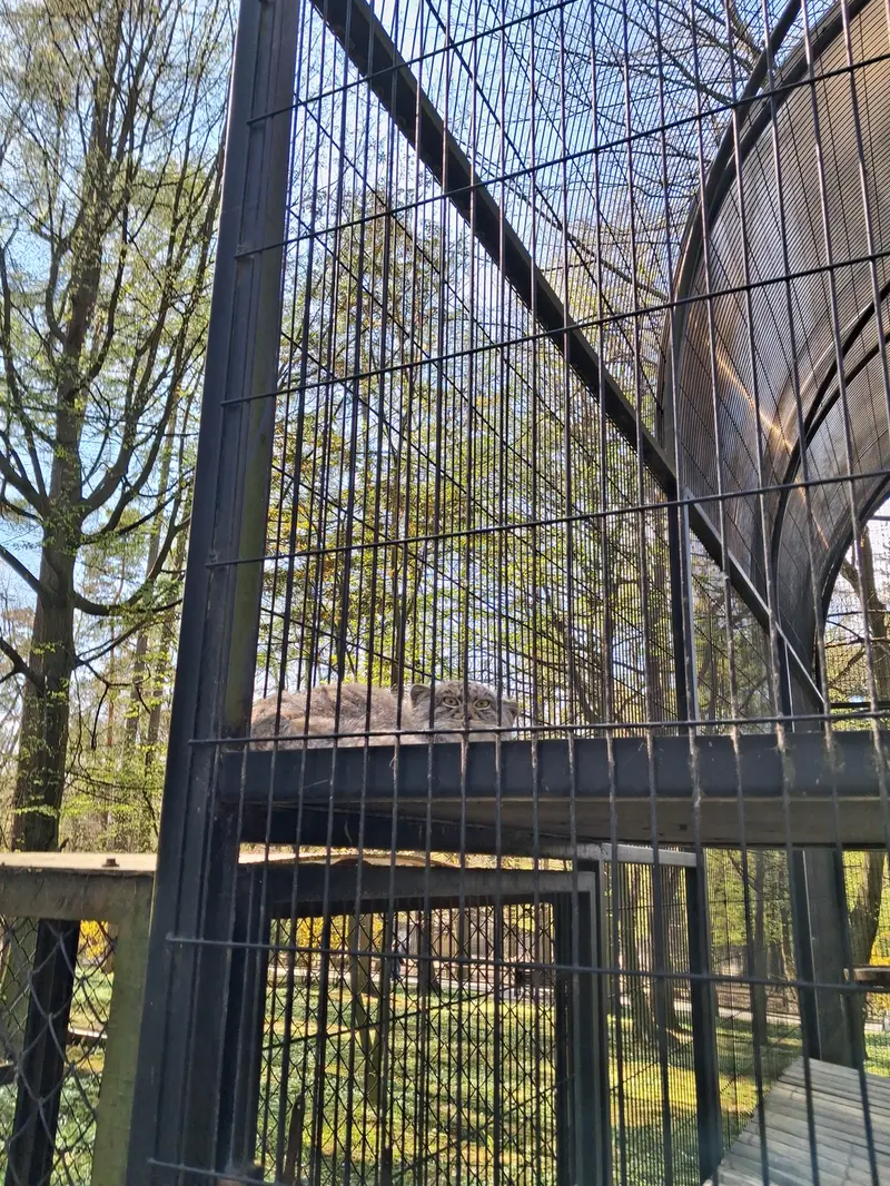 クラクフ動物園のツァスの写真