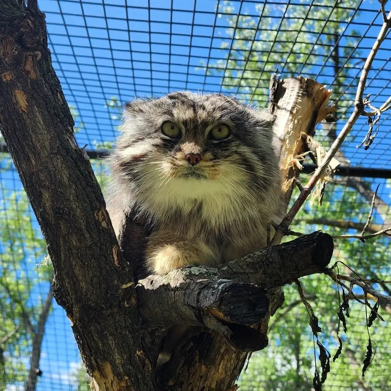 ダコタ動物園のフィンの写真