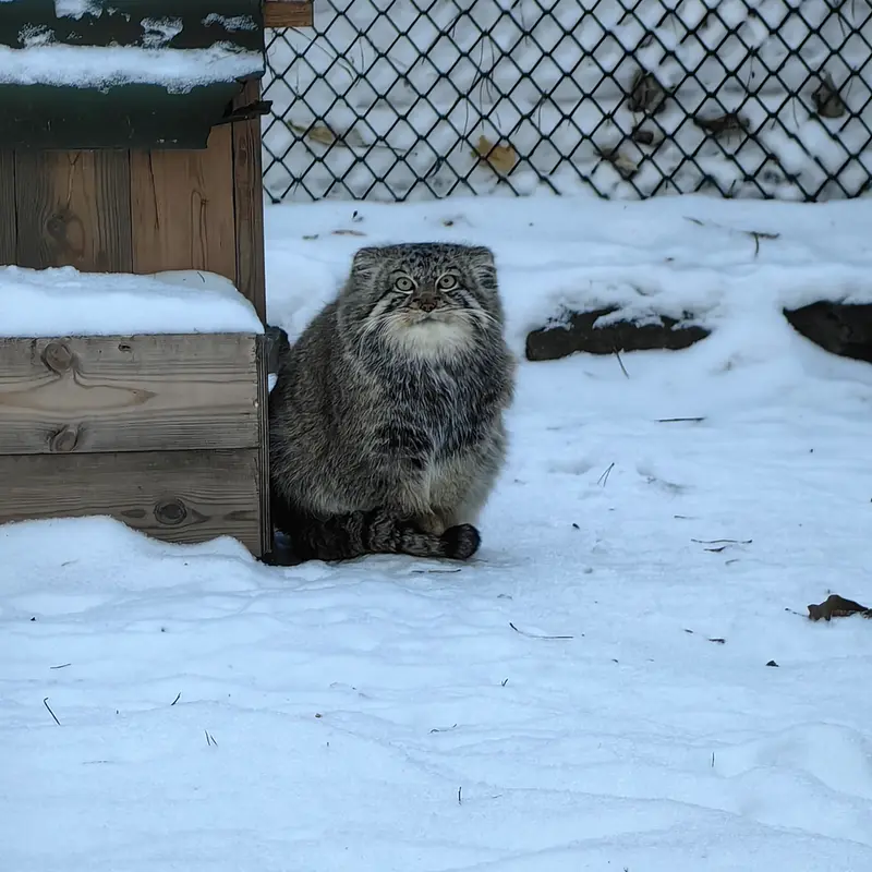 ノヴォシビルスク動物園のルフの写真
