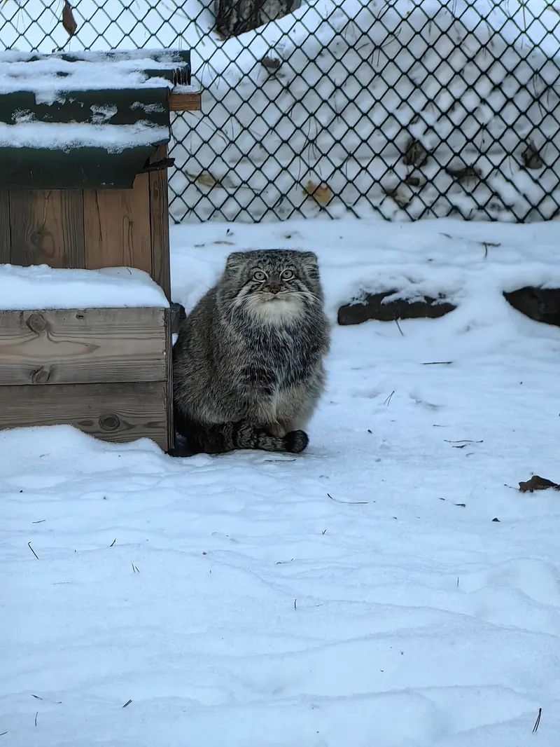 ノヴォシビルスク動物園のルフの写真