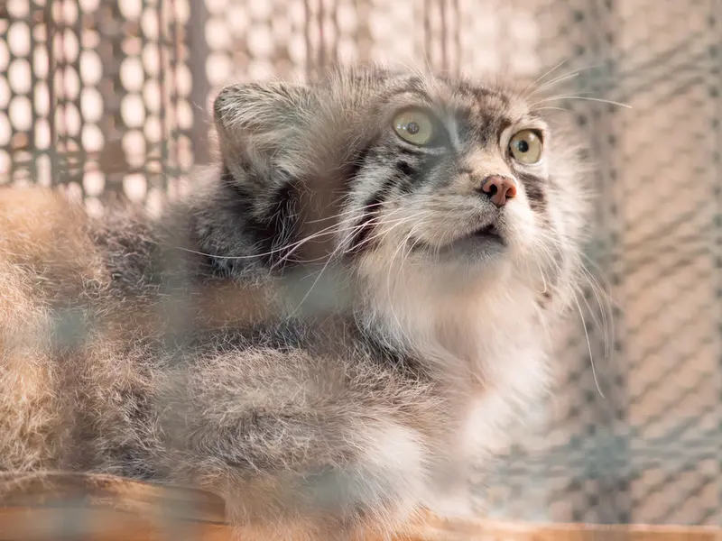 神戸市立王子動物園のイーリスの写真