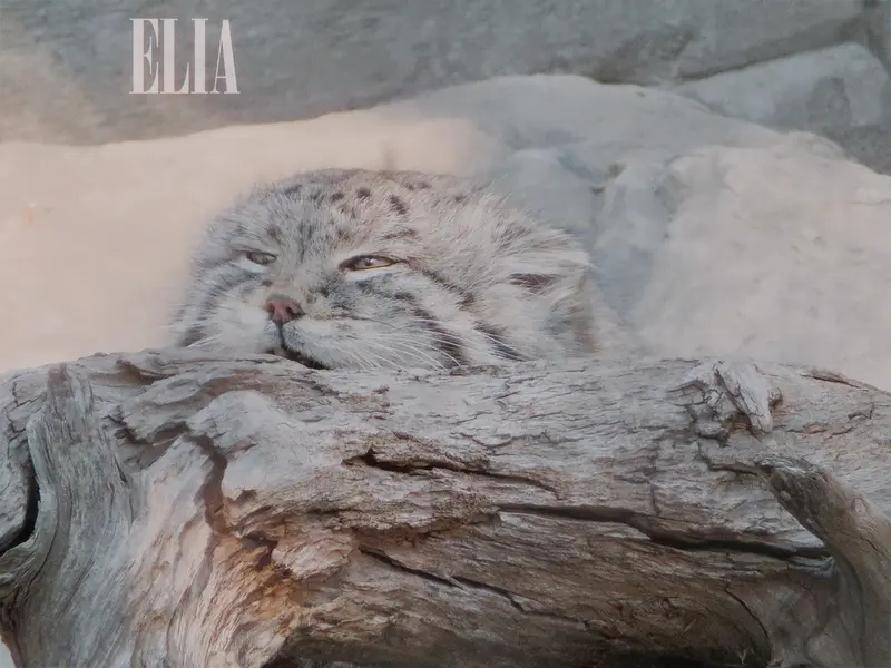 カルガリー動物園 / ワイルダー研究所のオラフの写真