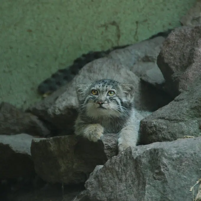 ブダペスト動物園＆植物園のボリス Ⅱの写真