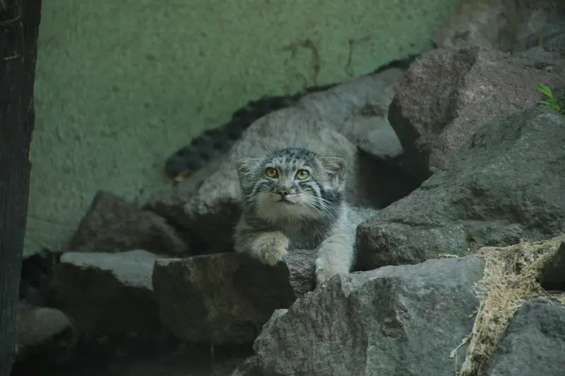 ブダペスト動物園＆植物園のボリス Ⅱの写真
