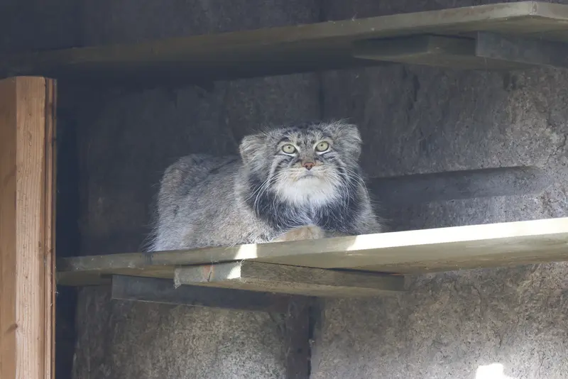 モスクワ動物園のティモフェイの写真