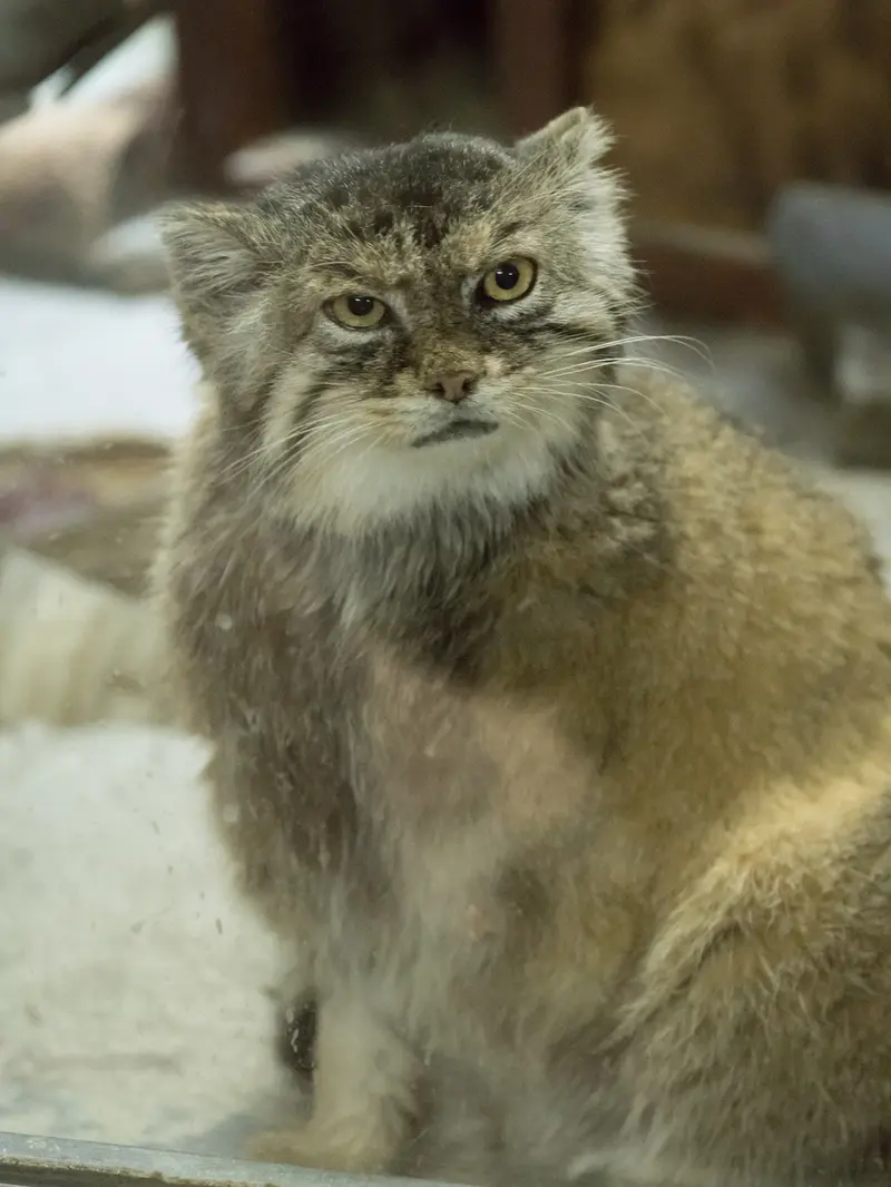 恩賜上野動物園のプリームラの写真