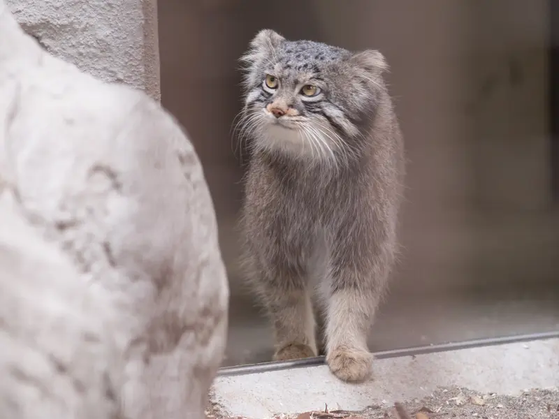 野毛山動物園のフィーガの写真