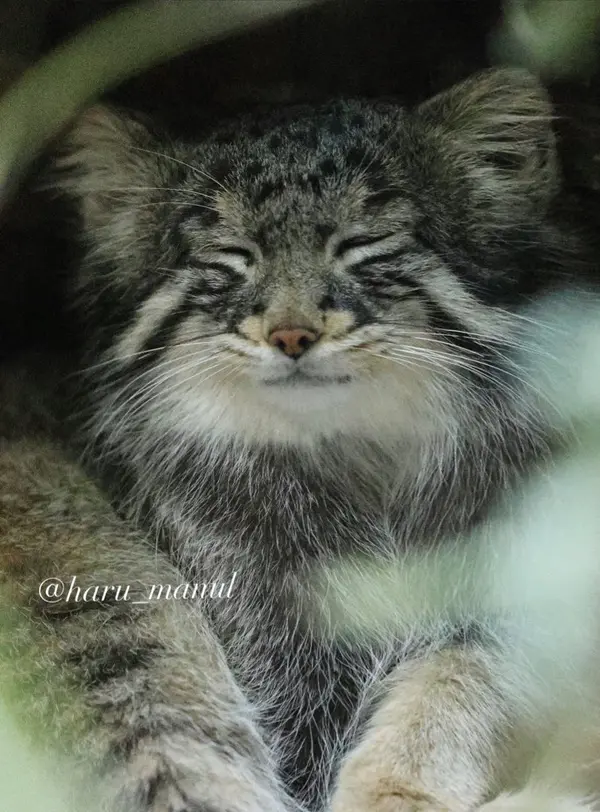 恩賜上野動物園のフィーガの写真