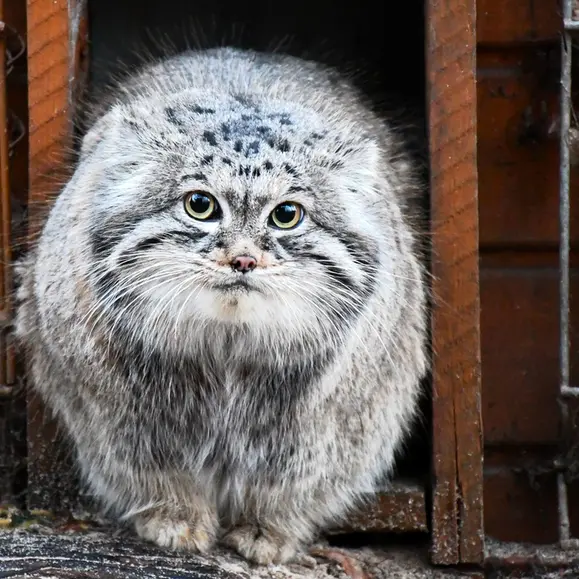 ポズナン新動物園のマゼランの写真