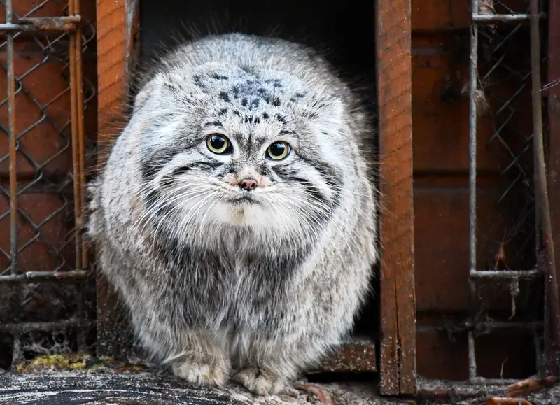 ポズナン新動物園のマゼランの写真