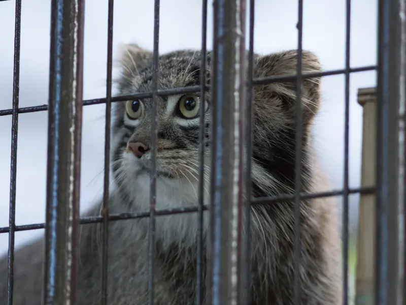 野毛山動物園のフィーガの写真