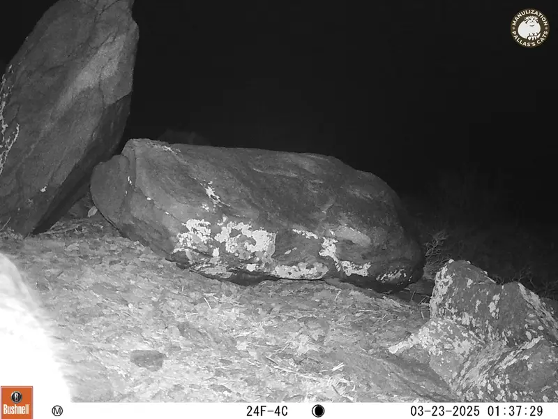 コシュカルカメラトラップで撮影したOtocolobus manul manulの写真
