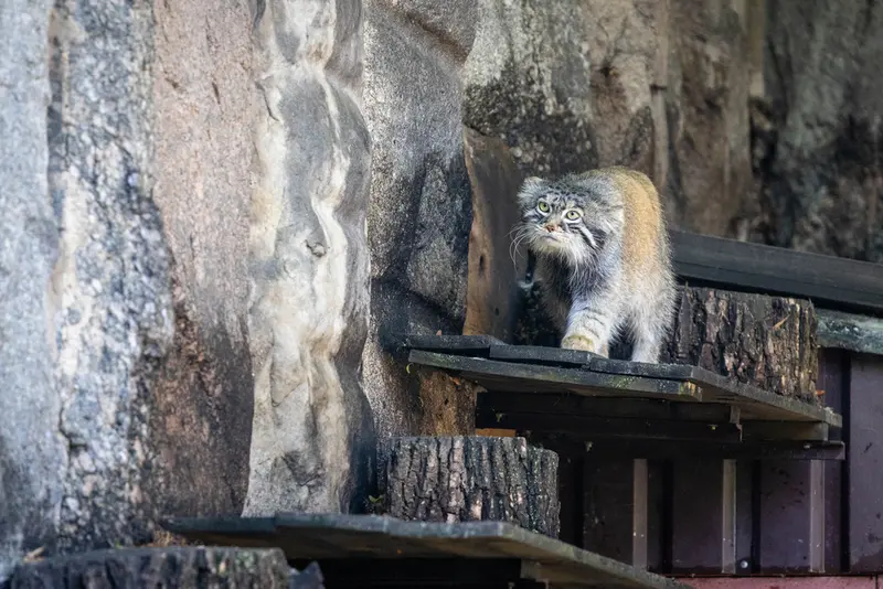 モスクワ動物園のティモフェイの写真
