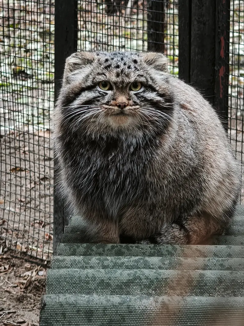 ノヴォシビルスク動物園のアデルの息子（2026年生まれ）Ⅰの写真