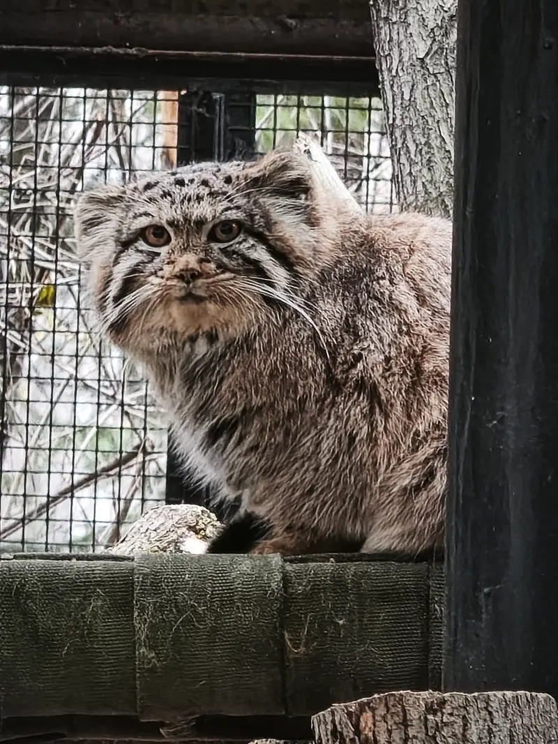 ノヴォシビルスク動物園のイヴの娘（2026年生まれ）Ⅰの写真