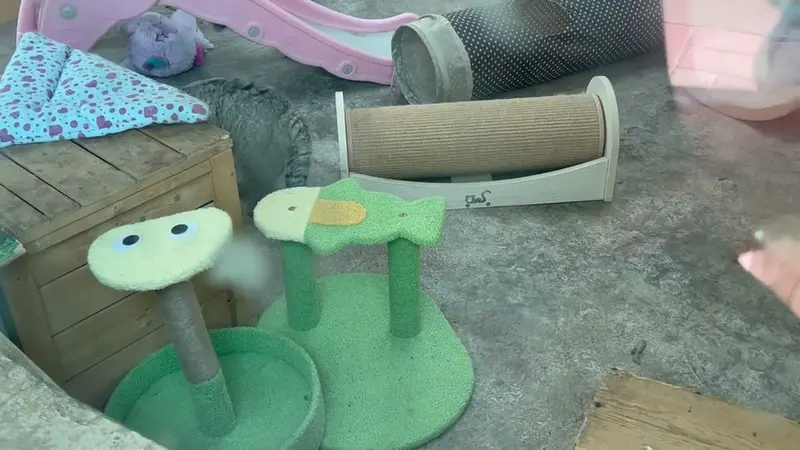 青海チベット高原野生動物園のスン・サンランの動画