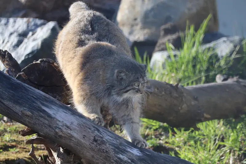 コルケアサーリ動物園のミミの写真
