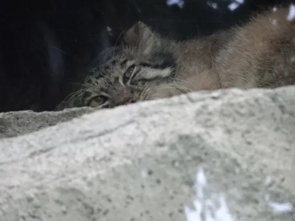 マヌルネコの写真