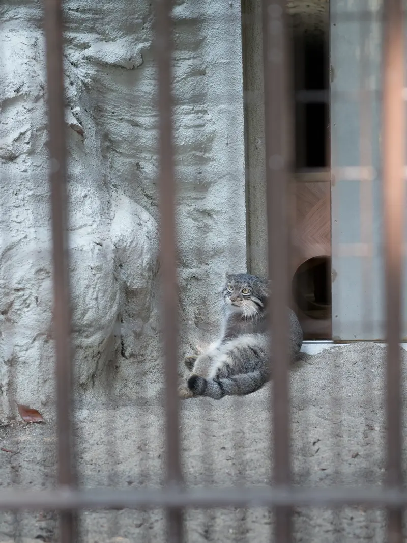 野毛山動物園のフィーガの写真