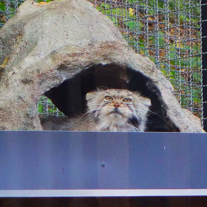 リトアニア動物園のメリッサの写真