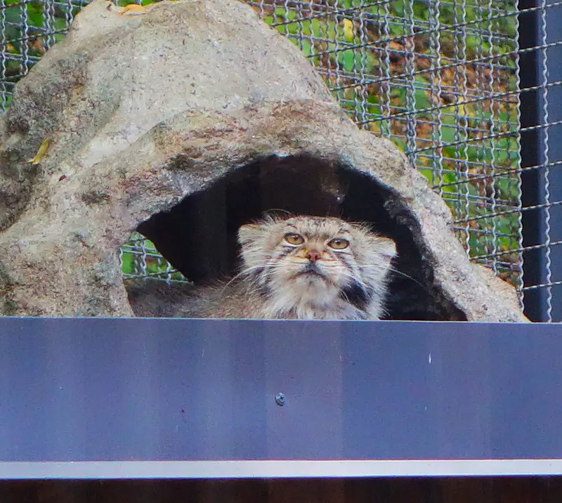 リトアニア動物園のメリッサの写真