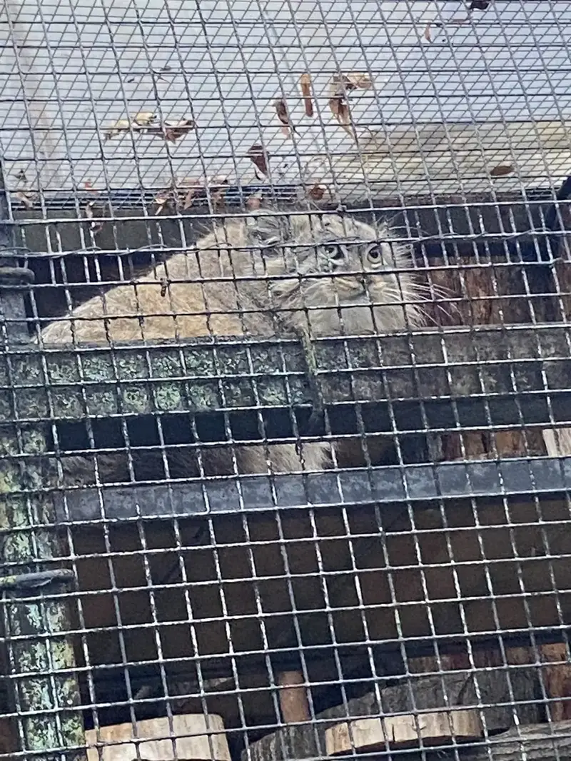 レニングラード動物園のシューの写真