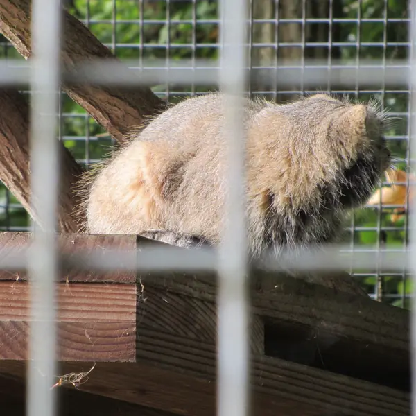 ザールブリュッケン動物園のカール・ハインツの写真